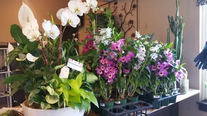 Green Fashion Florist, business photo 3